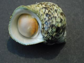 Turbo Crassus Shell Seashell 55 Mm Fiji