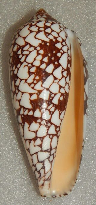 Seashell Conus Aulicus 113.  5mm