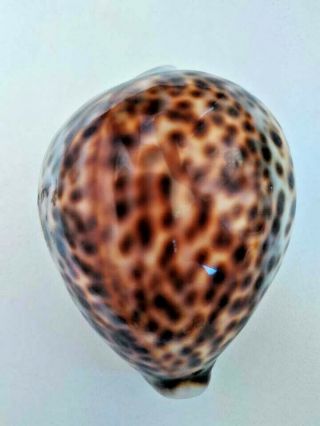 Bck Spotted Shell (10) Cm Tiger Cowrie Shells Seashells Aquarium Fish Tank Decor