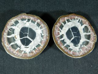 A Neat Like Eyeball Pattern On This Natural Polished Septarian Nodule 138gr E