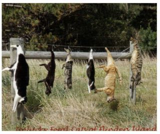 (pics) Australia - Tas - Feral Cat Hunting On Flinder Island