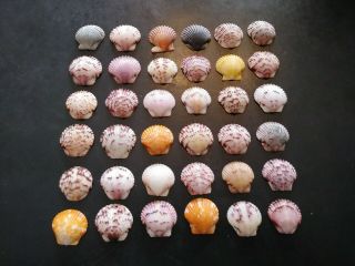 36 Multi Colored Fancy Scallop Sea Shells From Sanibel Island.