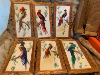 6 Vintage Mexican Folk Art Feathercraft Bird Pictures Hand Carved Wood Frames