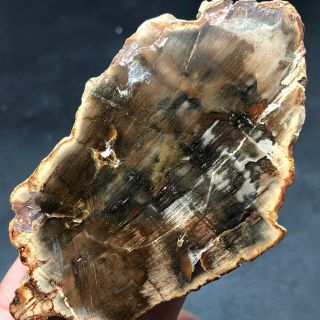 87G COLORFUL RAINBOW FANTASTICMadagascar Petrified Wood Round Slab Bark LYQ632 3