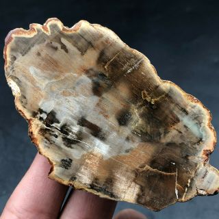 87G COLORFUL RAINBOW FANTASTICMadagascar Petrified Wood Round Slab Bark LYQ632 4