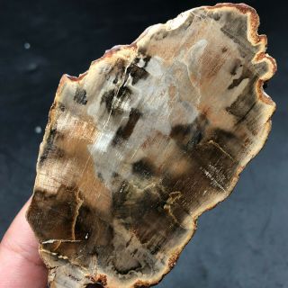 87G COLORFUL RAINBOW FANTASTICMadagascar Petrified Wood Round Slab Bark LYQ632 5