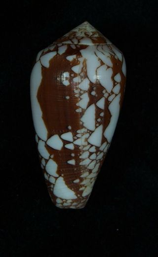 Seashell Conus Pennaceus Melbae Interesting