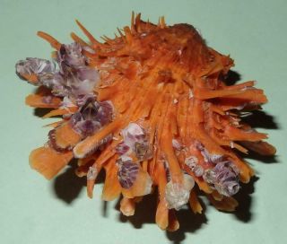 Philippines Seashell - Spondylus Variegatus Barbatus Orange 68.  3mm - F,  9325