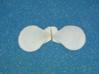 Seashells Chlamys Sentis,  Rare White,  Shells Pec311
