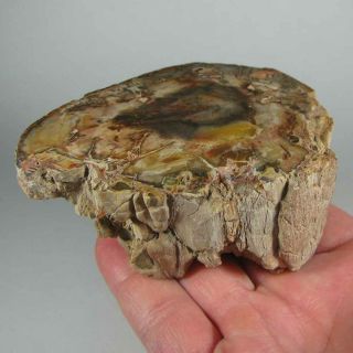 3.  9 " Polished Petrified Wood Branch Slab Fossil Standup - Madagascar