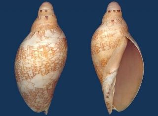 Shell Voluta Magnifica Altispira Juvenile Seashell