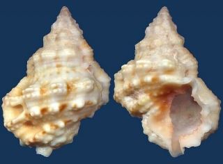 Shell Bursa Lucasensis Seashell