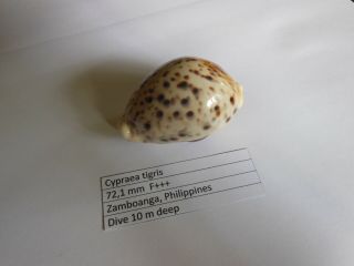 Cypraea tigris 72,  1 mm 2