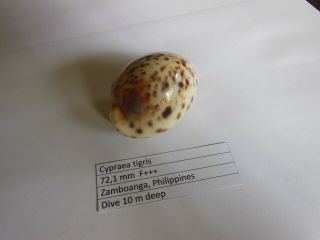 Cypraea tigris 72,  1 mm 3