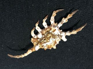 Lambis Scorpio Spider Strombus Sea Shell