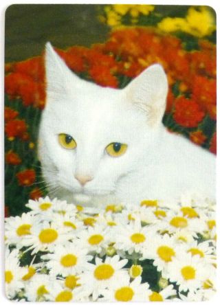 Swap Card.  White Cat In Daisies.  Modern Bicycle.  Linen Finish.  Wide.