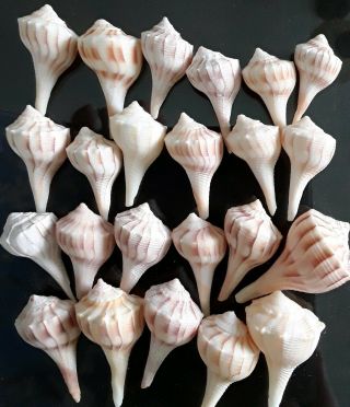 24 Small Lightning Whelk Sea Shells From Sanibel Island Approx 2 " Long