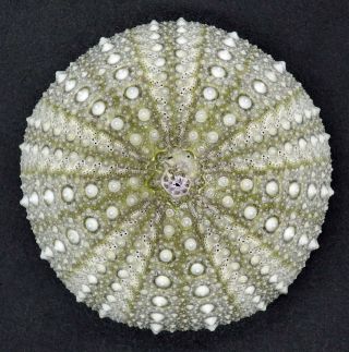 Selected Heliocidaris Erythrogramma 59.  8 Mm Australia Sea Urchin