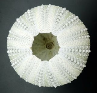 Selected Heliocidaris erythrogramma 59.  8 mm Australia sea urchin 4