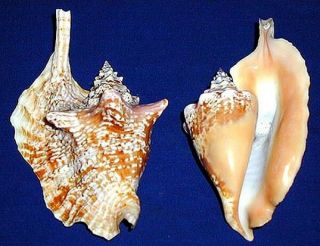Strombus Gallus Rooster Conch Shell 4 " - 5 " Each