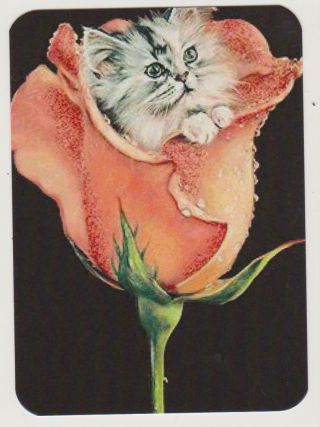 Swap Card Cute Kitten In Rose Modern Wide Blank Back X 1