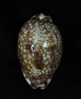 Seashell Cypraea Arabica