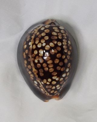 Seashell Cypraea Mauritiana Selected