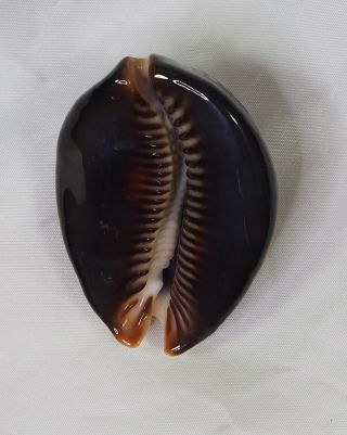 Seashell Cypraea Mauritiana SELECTED 2