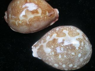 Cypraea Mappa /cypraea Mappa Pantheryna 67 - 68 Mm Larger Shell Has Pink Overglaze