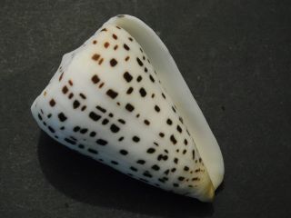 Huge Conus Eburneus Shell Seashell 71 Mm Philippines