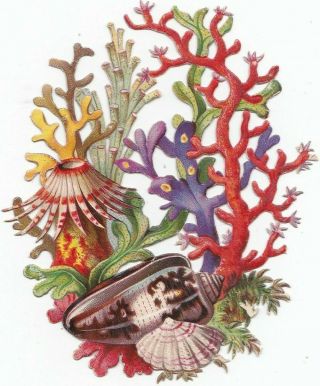 Antique 1800s Die Cut Scrap Colorful Coral Reef And Sea Shells