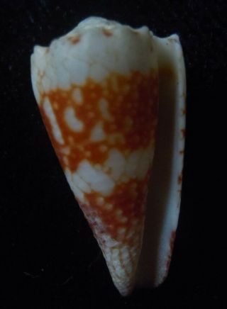 Seashell Conus Bandanus Cuyoensis 28mm F,