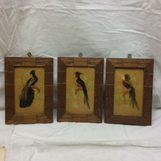 3 Vintage Bird Wood Framed Art With Feathers