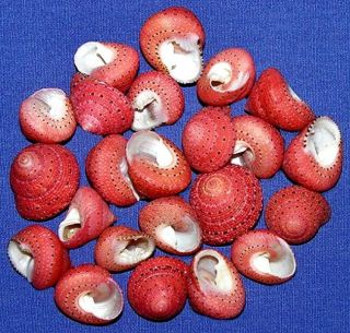 Strawberry Top Clanculus Puniceus Craft Shells 1/2 " - 3/4 (10 Seashells)