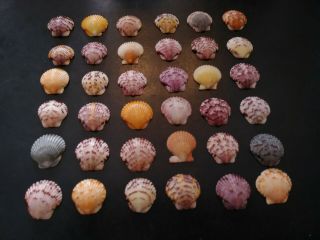 36 Multi Colored Fancy Scallop Sea Shells From Sanibel Island