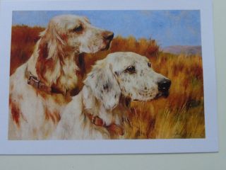 Vintage Picture,  Dogs Postcard,  - Wardle - Two Setters,