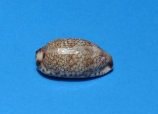 Seashell Cypraea Eglantina Perconfusa 43.  8mm (015)