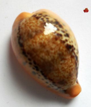 Cypraea Hungerfordi East China Sea 33,  3 Mm F3gem Delicious Peach Color,