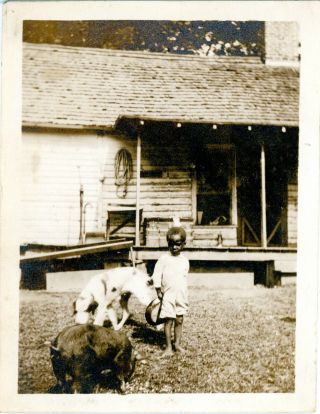 Antique B/w Photo Of A Young Black Child Feeding The Dog And Pig In The Yard