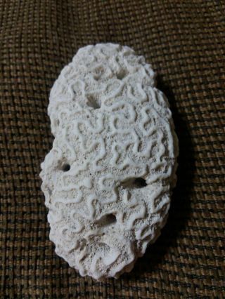 Natural White Brain Sea Coral Oval 5 " X 3 "
