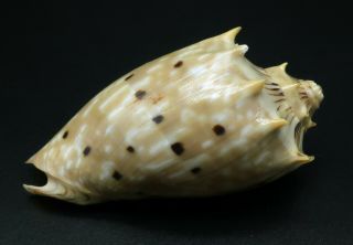 Voluta Cymbiola Sophiae F,  /gem,  78.  3 Mm Seashell Australia Ig