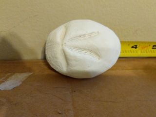 2.  5 Inch Sea Biscuit/sand Dollar Shell