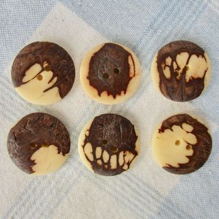 Set Of 6 Vegetable Ivory Buttons W Exposed Bark On Face