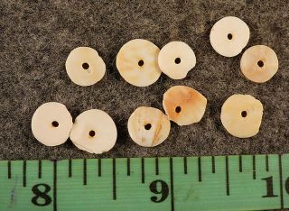 10 Old Cherokee Conch Shell Beads Indian Trade Good Patina & Color