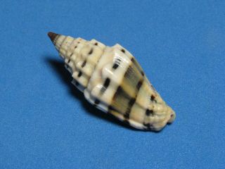 Vexillum Plicarium (linnaeus,  1758) " A Classic Collectable Miter Shell " (43.  0mm)