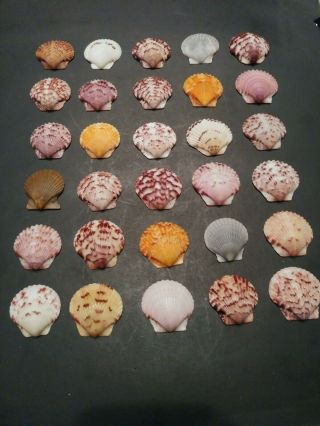 30 Scallop Sea Shells From Sanibel Island,  Great Variety Of Colors.