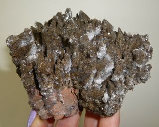 Dino: Xl Dogtooth Calcite Crystal Specimen,  Mexico - 228 G - Display