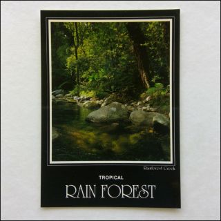 Tropical Rain Forest Rainforest Creek North Queensland Postcard (p356)
