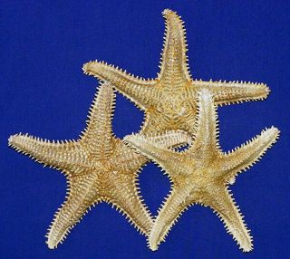 Saw Starfish Seastar (1) 7 " - 8 "