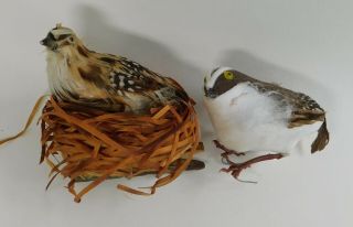 Vintage Mid Century Feathered Bird In Nest Clip On /feathered Bird Wire Ornament